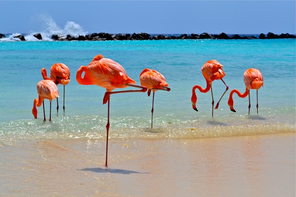 Flamingos na Renaissance Island Aruba Credito ATA