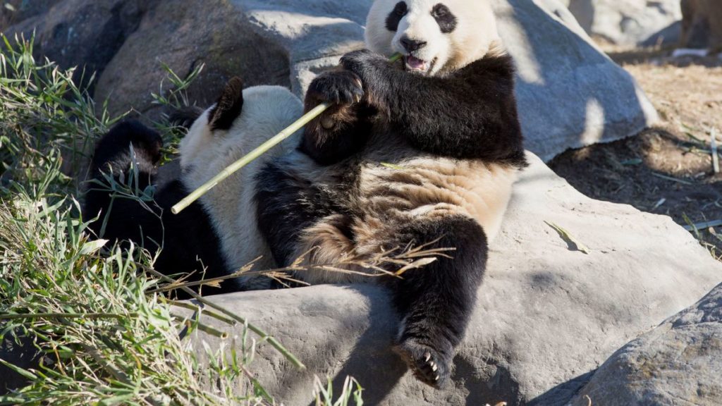pandas-voltarao-a-china-apos-pandemia-causar-escassez-de-bambu-em-zoologico-canadense
