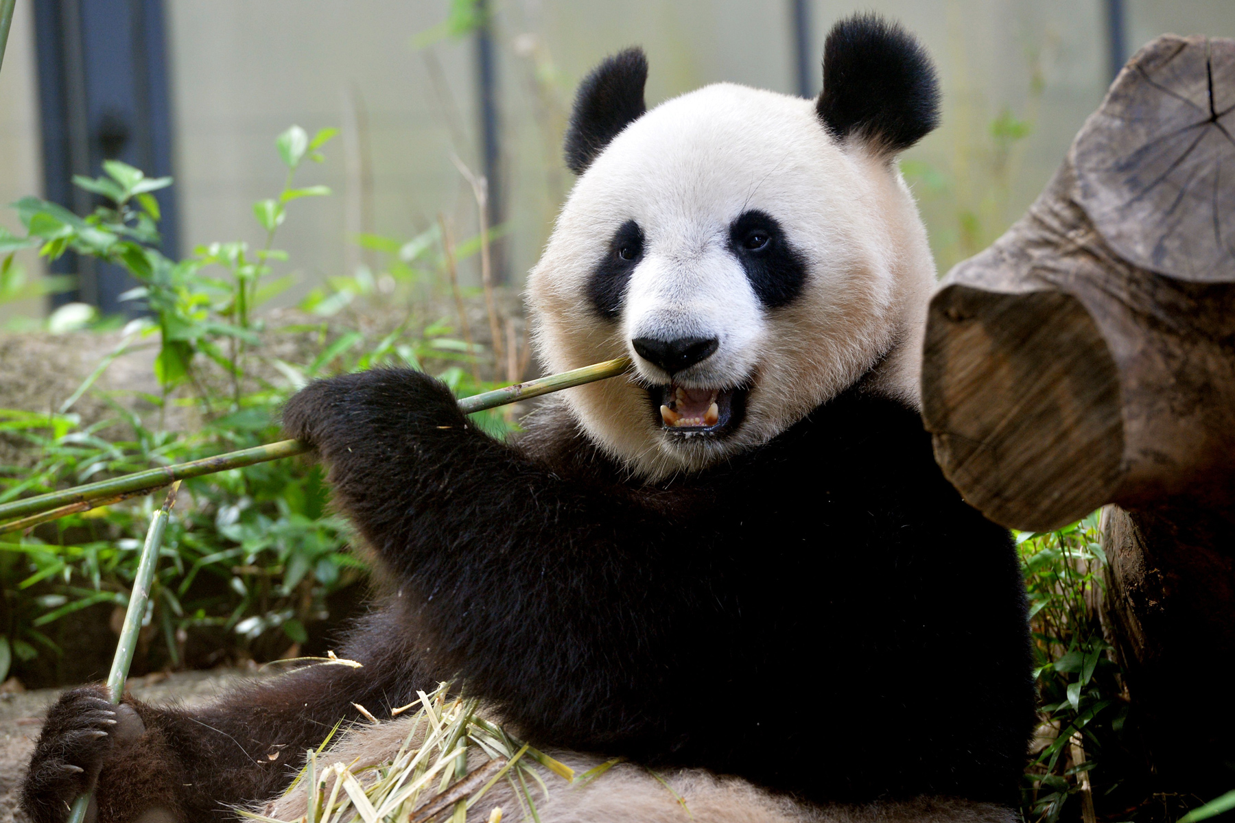 Zoológico de Tóquio recebe filhotes de pandas gêmeos